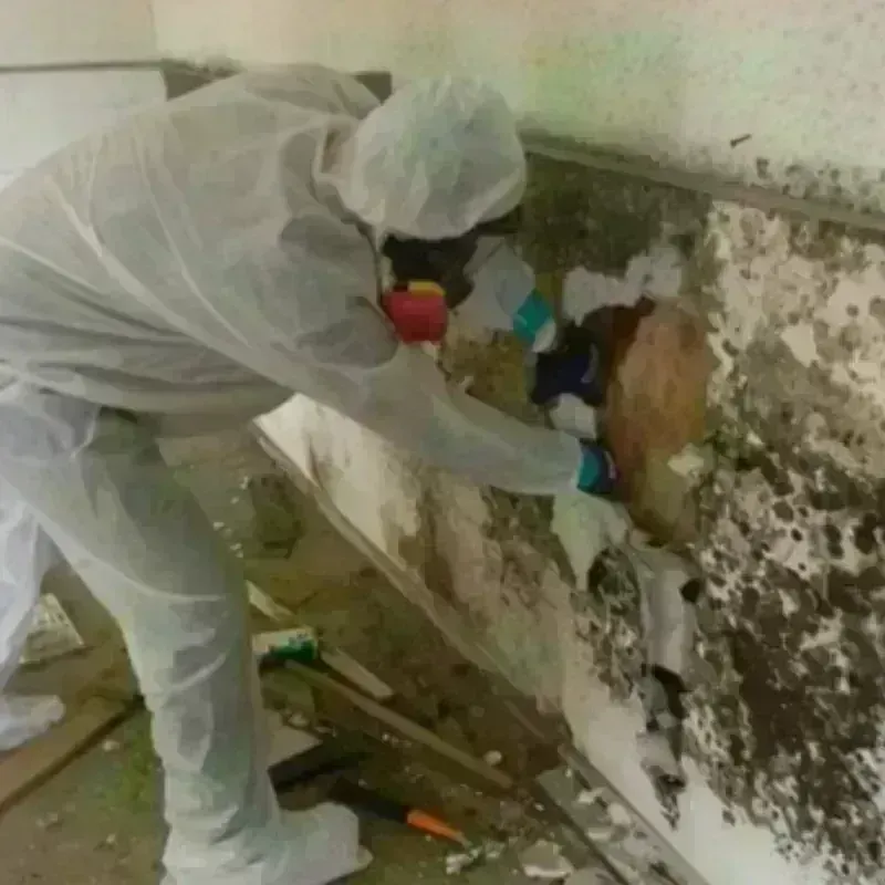 Mold Remediation and Removal in Rich Hill, MO